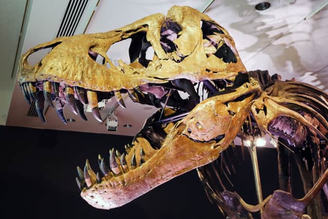 Dinosaurs were driven to extinction after an asteroid struck earth 66 million years ago (Photo: Spencer Platt/Getty Images)