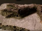 The preserved leg belongs to a “Thescelosaurus” (Photo: BBC)