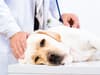 Alabama rot: symptoms of disease in dogs, where are UK cases, what causes it and what’s the treatment?