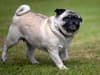 Could pugs and bulldogs be banned? Blue Cross campaign explained - and why charity has animal welfare concerns
