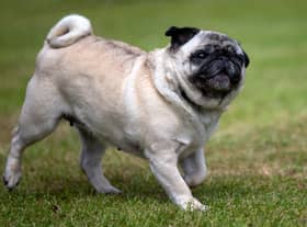 Pet charity Blue Cross is calling for an end to “horrendously bad breeding” of certain dogs, cats and rabbits, like pugs (pictured).