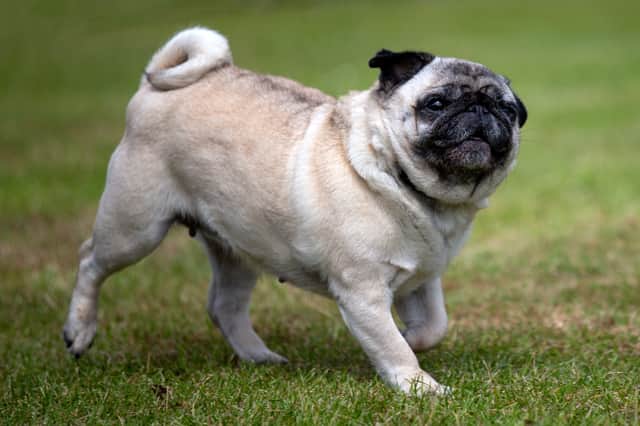 <p>Pet charity Blue Cross is calling for an end to “horrendously bad breeding” of certain dogs, cats and rabbits, like pugs (pictured).</p>