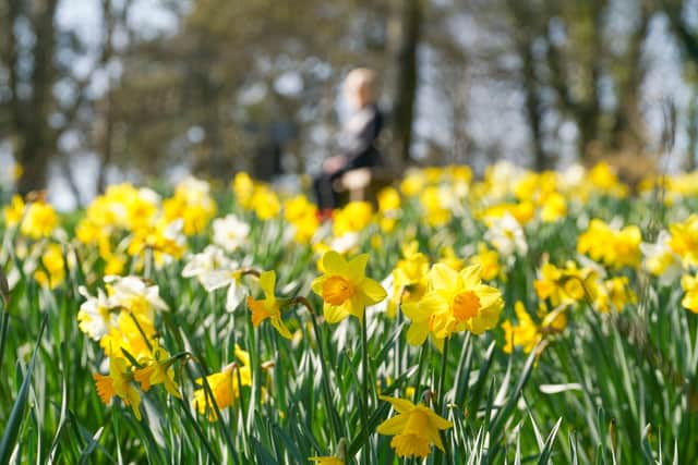 Daffodils have become synonymous with spring (Photo: Hugh Hastings/Getty Images)