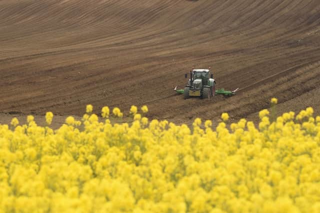 The UK produces rapeseed oil - but not enough to fulfil its needs (image: AFP/Getty Images)