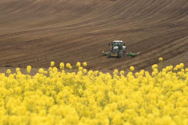 The UK produces rapeseed oil - but not enough to fulfil its needs (image: AFP/Getty Images)
