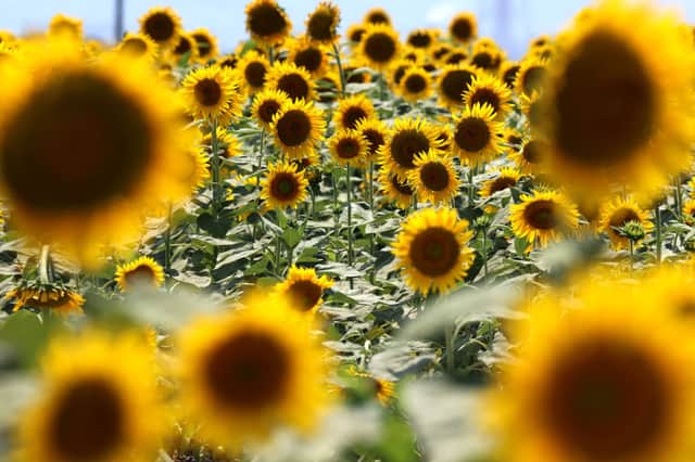 Russia and Ukraine provide much of the world’s supply of sunflower oil (image: Getty Images)