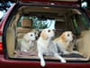 最适合狗狗和狗主人的汽车:十大对狗狗友好的车型，从suv到庄园