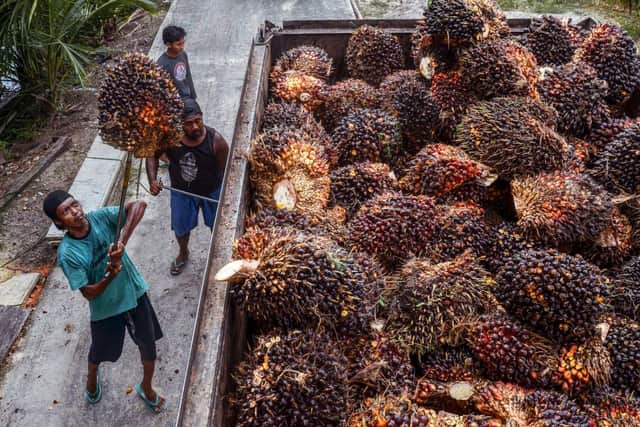 Palm oil is a key alternative to sunflower oil (image: AFP/Getty Images)