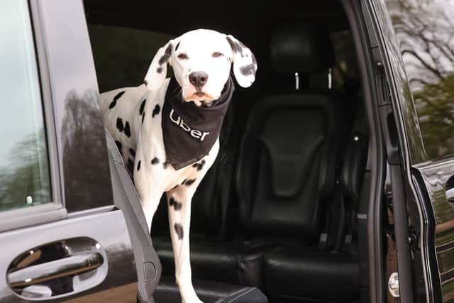 ber Pet Journeys will be available in the UK from Tuesday 26 April (Photo: PA)