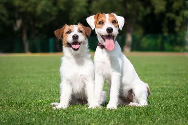 Pet dogs have an overall life expectancy of 11.2 years in the UK (Photo: Adobe)