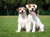 Dog breeds life expectancy: pet dogs with longest lifespan in UK, including Jack Russell terriers