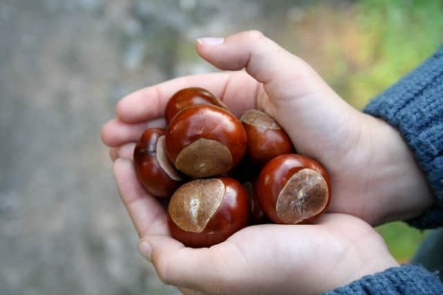 Conkers and strong aromas can help to repel spiders (Photo: Adobe)