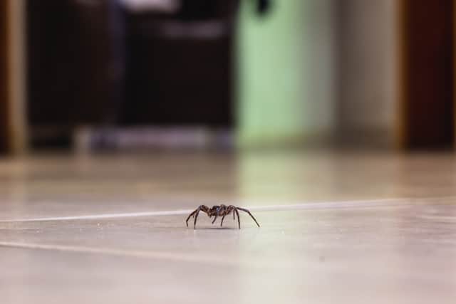 Spiders are making their way into UK homes early due to mild weather (Photo: Adobe)