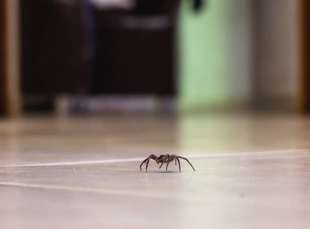 Spiders are making their way into UK homes in autumn 2022 (Photo: Adobe)