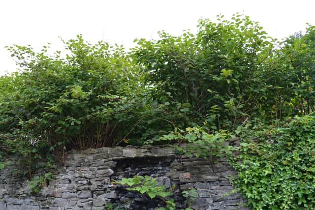 Japanese knotweed in full bloom on a wall. Photo: Environet UK