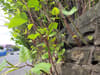 Japanese knotweed UK: what does it look like, how to get rid of it, damage it can cause and removal explained