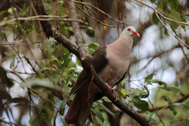 A Mauritius Pink Pigeon in its natural habitat