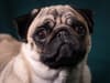 Do pugs have health problems? Where does dog breed come from and why a pug isn’t considered a ‘typical dog’