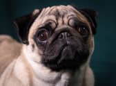 Agnes the Pug poses for a photograph at Crufts (Pic: Matt Cardy/Getty Images)