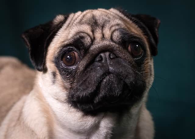 Agnes the Pug poses for a photograph at Crufts (Pic: Matt Cardy/Getty Images)