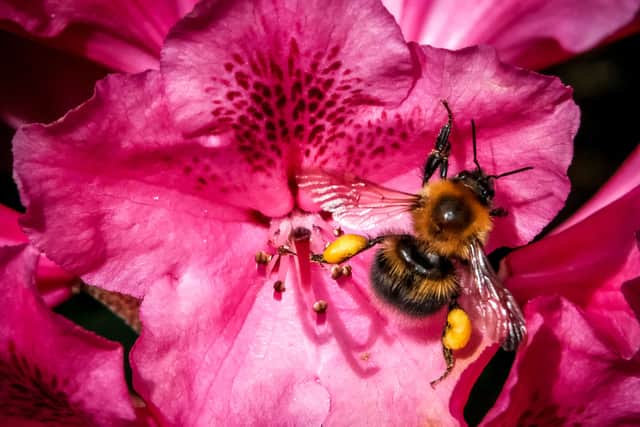 World Bee Day is held every year on 20 May (Pic: AFP via Getty Images)