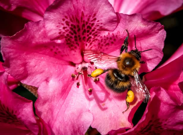<p>World Bee Day is held every year on 20 May (Pic: AFP via Getty Images)</p>