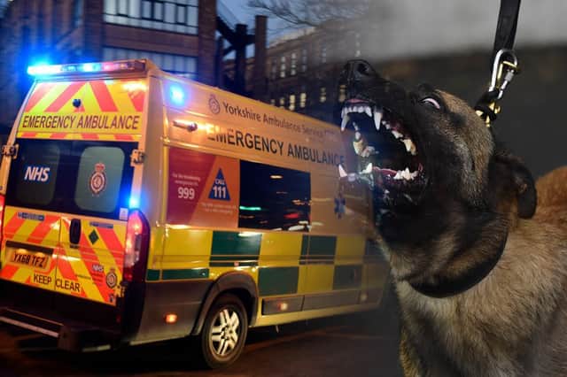 Dog attack hospitalisations rose to record highs between March 2021 and April 2022, new NHS figures seen exclusively by NationalWorld show (images: Adobe/Getty Images)