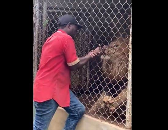 The zoo worker wrestles with the lion who is biting his finger after he put it through the bars (Pic: @OneciaG/Twitter)