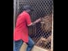 Lion bites off finger video: watch horrific moment contractor puts hand through caged bars at Jamaica zoo