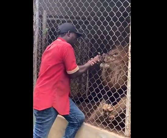 <p>The zoo worker wrestles with the lion who is biting his finger after he put it through the bars (Pic: @OneciaG/Twitter)</p>