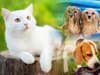 How to keep dogs and cats cool in summer: how to spot dehydration and if you should walk pets in hot weather