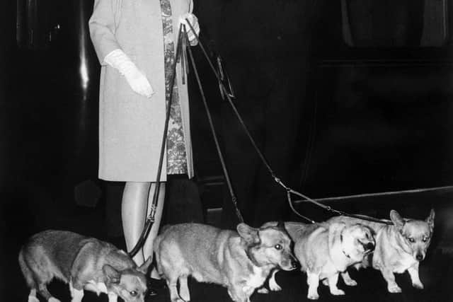 The Queen’s favourite dog breed is Welsh Corgis and she has owned over 30 of the dogs and even bred them herself. She is pictured  in London on 15 October 1969 with her four Corgis dogs.