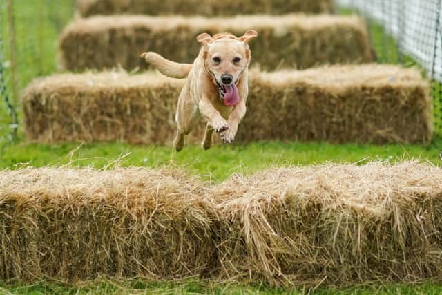 Goodwoof is a new two day event dedicated to all things dogs (Photo by Ian Forsyth/Getty Images)