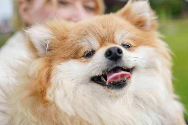 Dogs go free to the event - humans however may need to pay, depending on their age (Photo by Ian Forsyth/Getty Images)