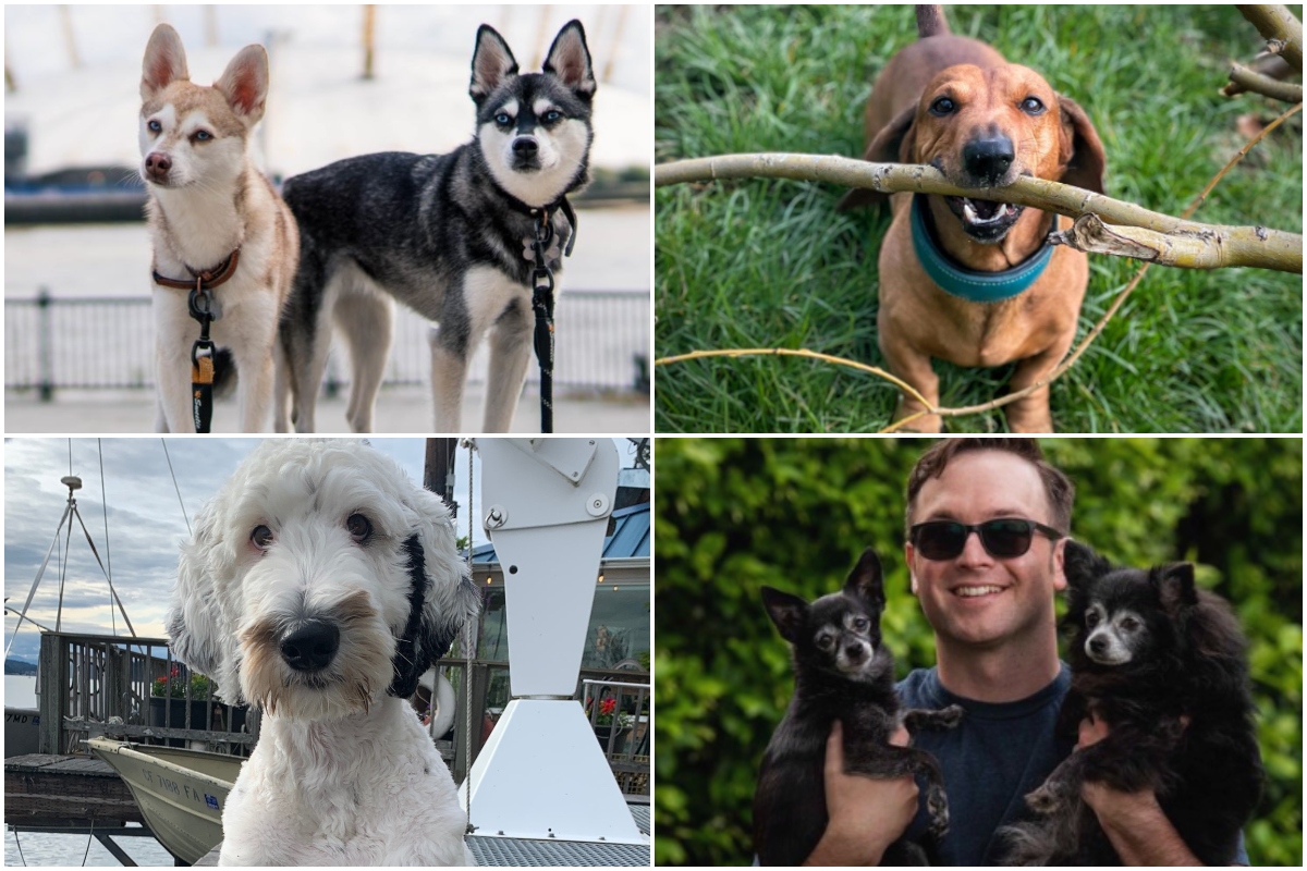 Best dogs to follow on TikTok: 10 funniest and cutest accounts to follow - from Bunny to Puppy Songs