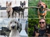 Best dogs to follow on TikTok: 10 funniest and cutest accounts to follow - from Bunny to Puppy Songs