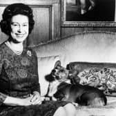 Queen Elizabeth II posing with her corgi dogs in 1970.