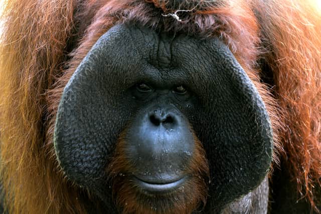 The man was attacked after jumping the guardrail of the Orangutan enclosure (Pic: AFP via Getty Images)