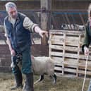 Yorkshire Shepherdess Amanda Owen and her husband Clive sort out some new born lambs prior to giving them health checks in 2014 (Photo: Ian Forsyth/Getty Images)