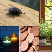 There are some ingenious ways to keep flies out of your home (Photos: Shutterstock / Adobe Stock)