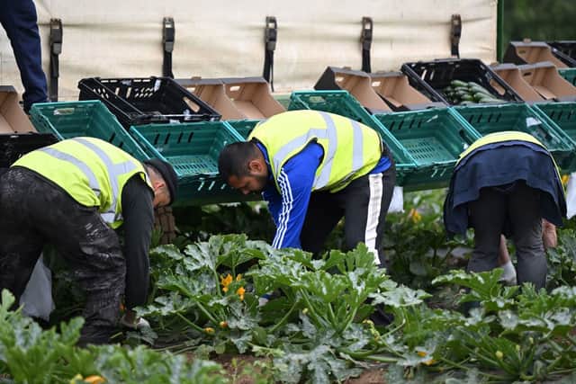 Vegetable pickers work to harvest courgettes at Southern England Farms Ltd in Hayle in south-west England (Photo: JUSTIN TALLIS/POOL/AFP via Getty Images)