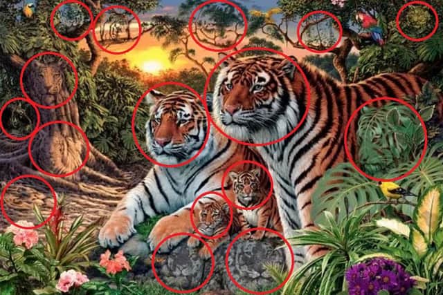 A total of 16 tigers are hidden within the image (Photo: TikTok/@hecticnick)