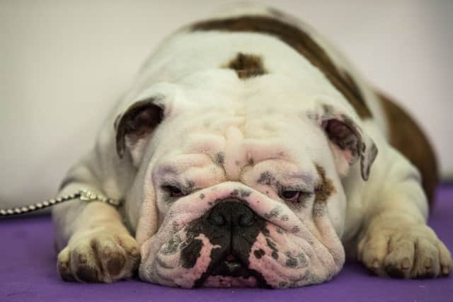 A bulldog rests (Photo: Drew Angerer/Getty Images)