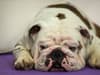Bulldogs: what did old bulldogs used to look like, original British bulldog purpose - what were they bred for?