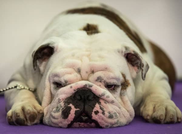 A bulldog rests (Photo: Drew Angerer/Getty Images)