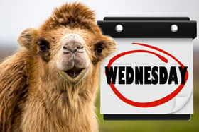 This is the meaning of the phrase hump day.