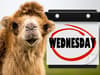What is hump day? Meaning of Wednesday nickname, where it comes from, and how to say ‘happy hump day’