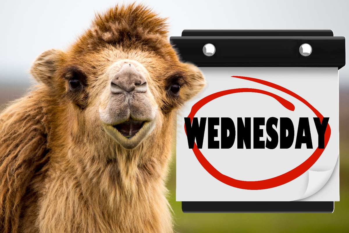 What is hump day? Meaning of Wednesday nickname