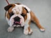 English bulldogs should be banned as breed more prone to health issues, experts warn