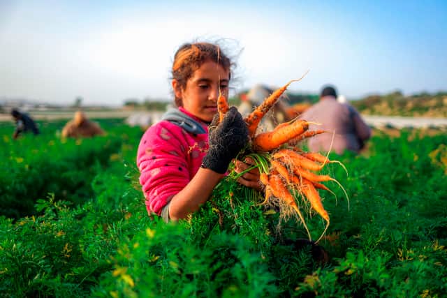 A Palestinian girl harvests carrots at a field in the town of Beit Lahia in the northern Gaza Strip on December 15, 2020